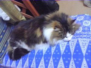 ファイル 206-1.jpg