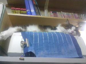 ファイル 257-1.jpg