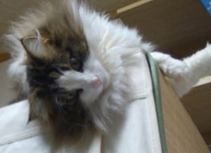 ファイル 423-2.jpg