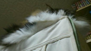 ファイル 423-3.jpg