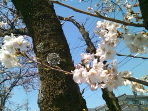 ファイル 458-1.jpg