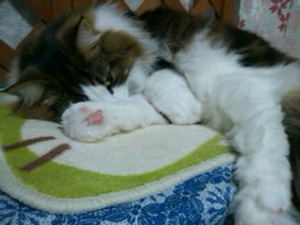 ファイル 736-1.jpg